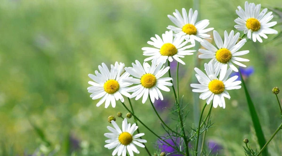 Chamomile Flower