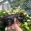 Thumbnail: Red Mushroom Sunglasses 