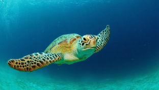 China acusa a agencias de inteligencia extranjeras de usar tortugas y peces para espiar en sus aguas