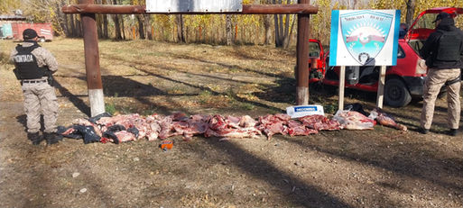 Decomisaron 300 kilos de carne por faena clandestina