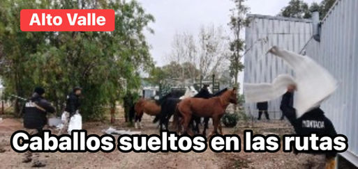 La Policía de Roca rescató a 10 caballos sueltos que generaban peligro en las rutas