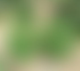 Secuestran 9 plantas de cannabis