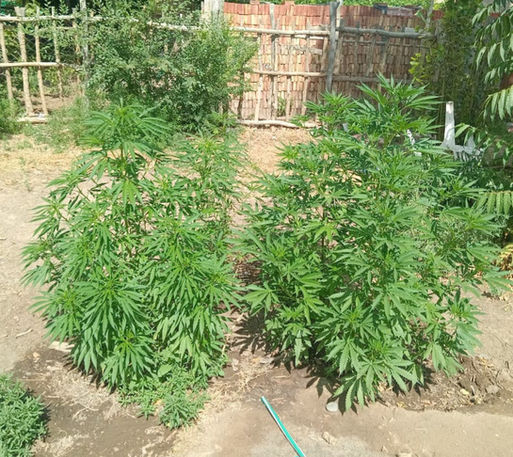 Secuestran 9 plantas de cannabis