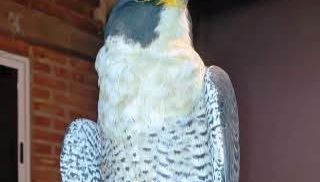 Rescatan un halcón peregrino herido