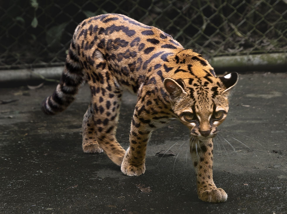 Hallaron un nuevo felino