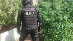 Allanamiento en Roca: Cuatro plantas de cannabis secuestrados