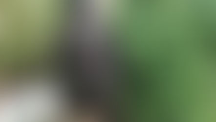 Allanamiento en Roca: Cuatro plantas de cannabis secuestrados