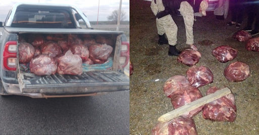 Secuestran 850 kg de carne de guanaco
