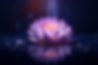 lotus.png