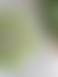 셀러리 들깨 나물