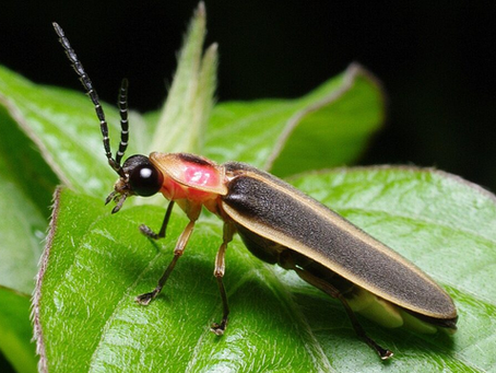 Protecting Bees, Butterflies, and Other Pollinators in PA