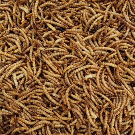 Insekten als Zutat und Vitamin-Anreicherung in Mehlen – warum, wozu, wofür, weshalb?
