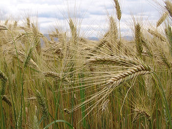 Natur - Einfach - Gut