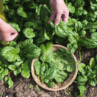 spinach