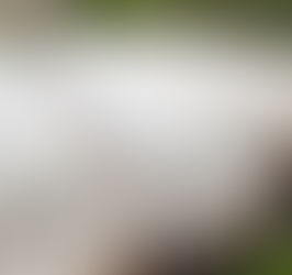 Protecting Your Garden Plants from Frost: Tips, Tricks, and Tools.