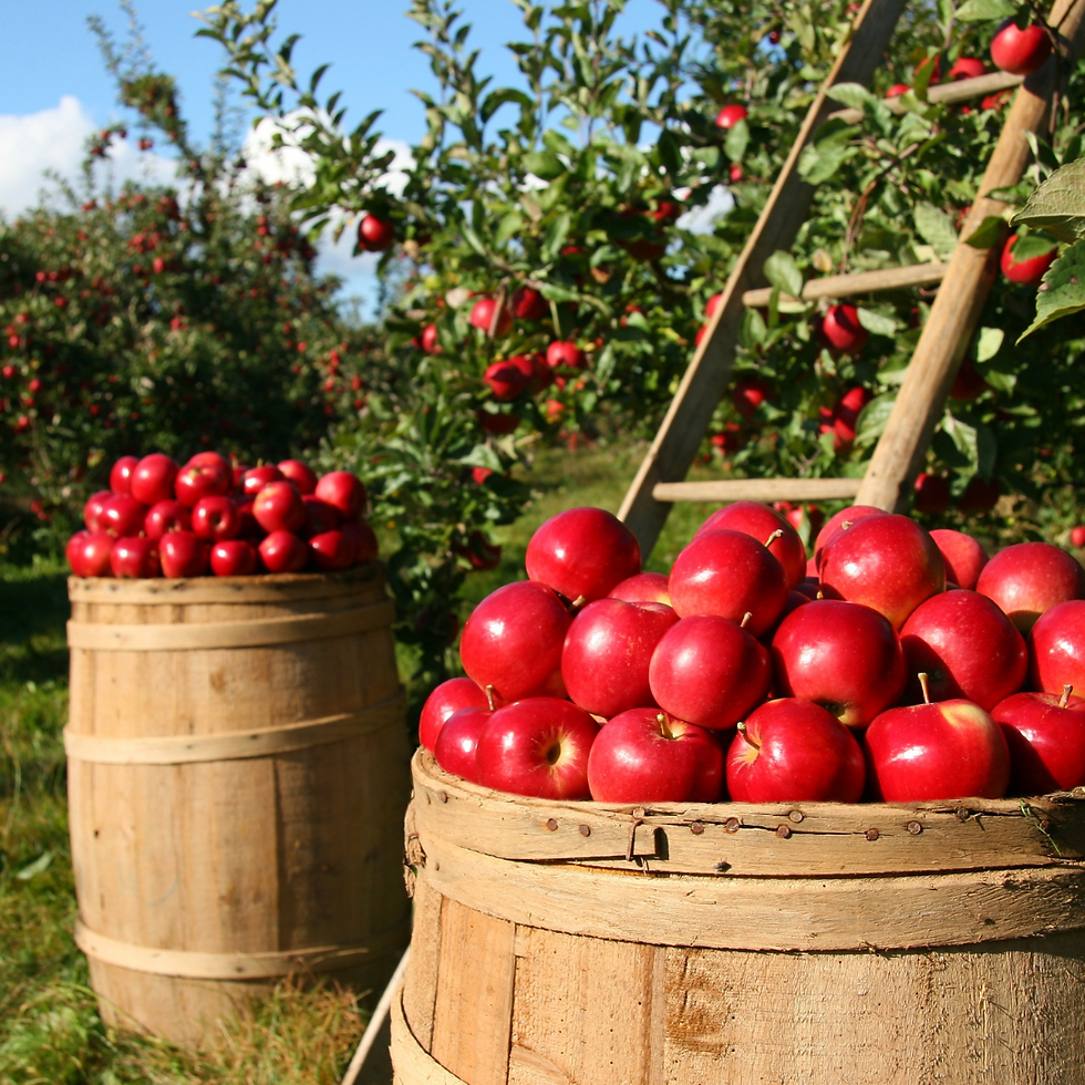 harvesting apples