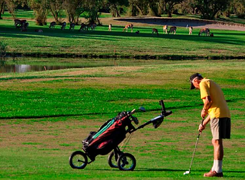 albarella_golf.png