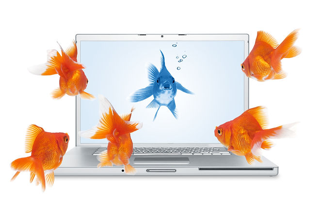 Blue fish PC.jpeg