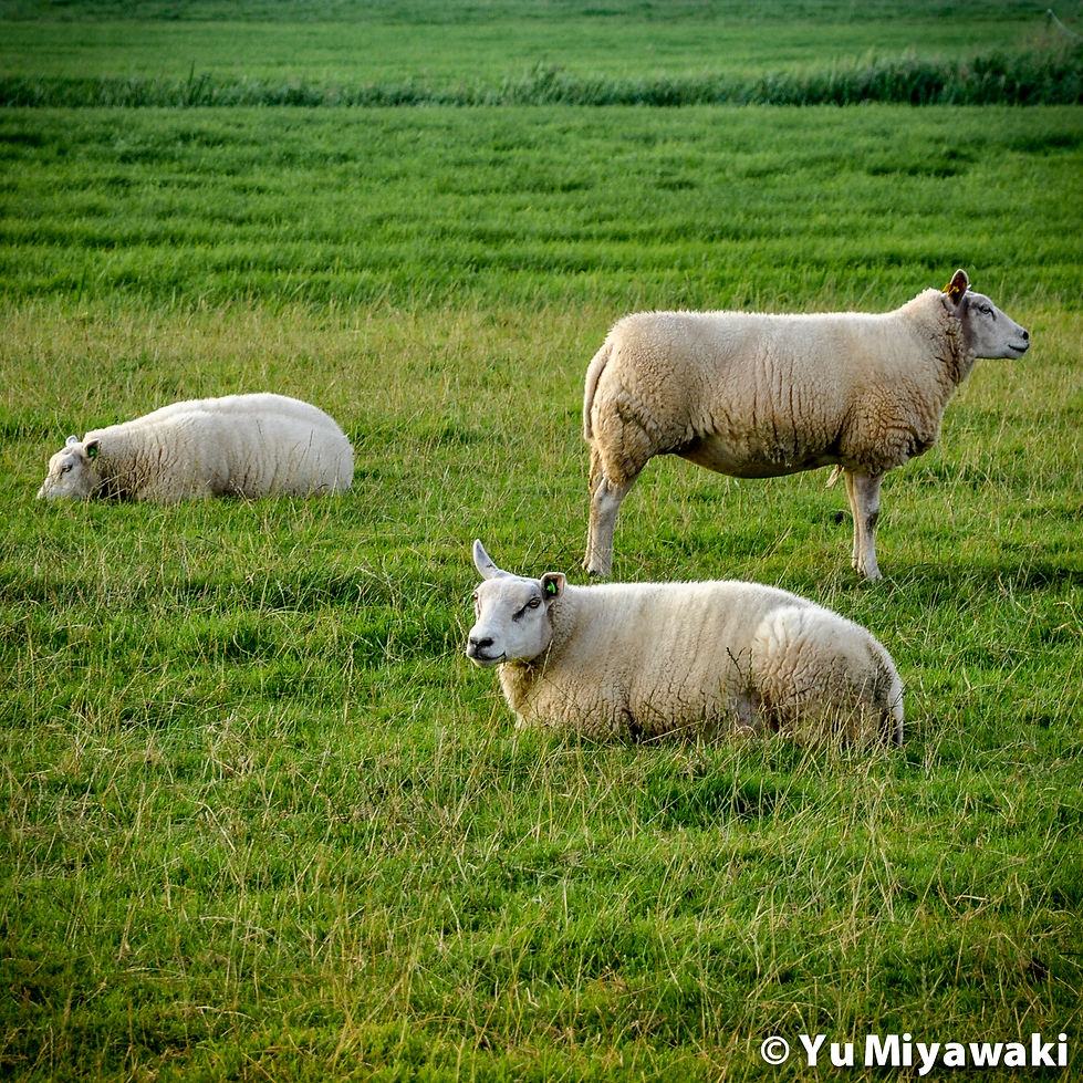 Sheep in Country side, The Netherlands