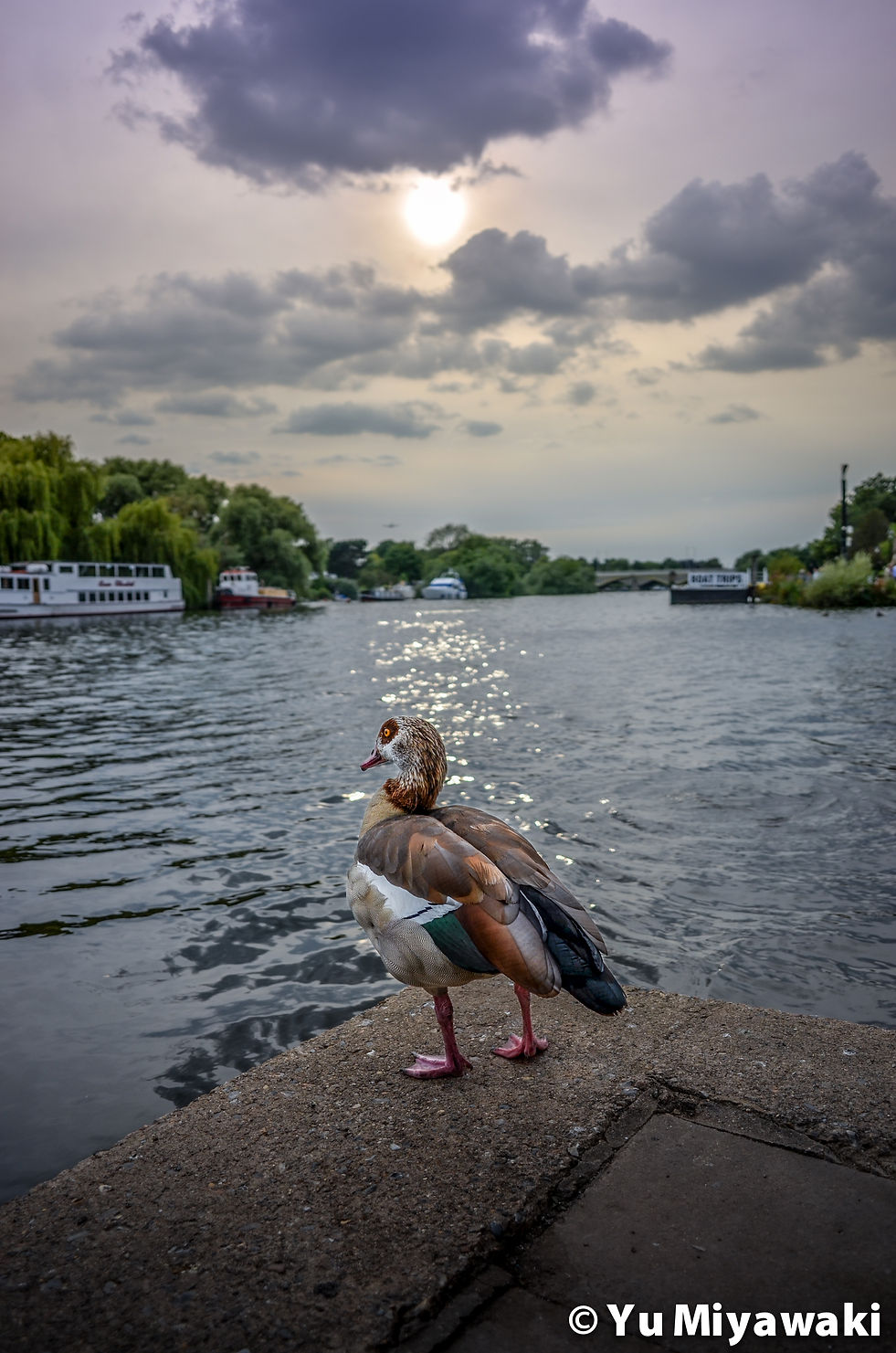 Wild duck in Richmond hill, UK