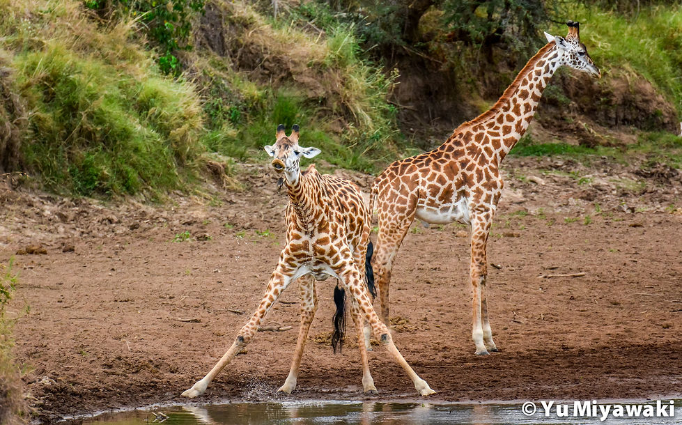Giraffe drinking water in Masai Mara National Reserve, Kenya