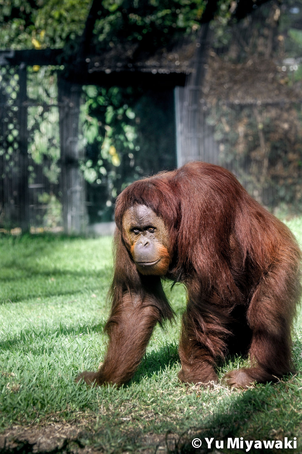 Orangutan in Honolulu zoo, Hawaii
