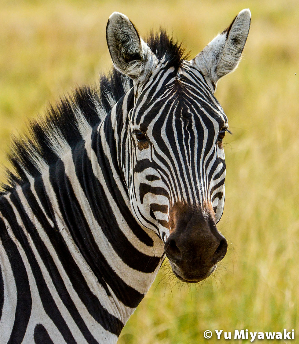 Zebra in Masai Mara National Reserve, Kenya