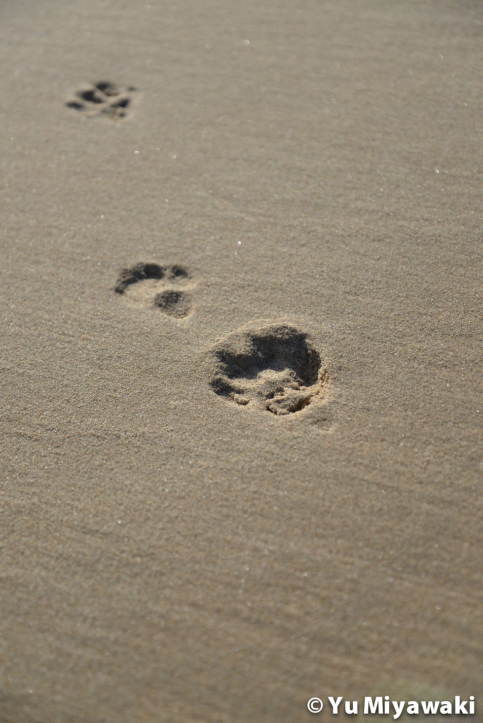 Dog's footplints in Scheveningen, The Netherlands