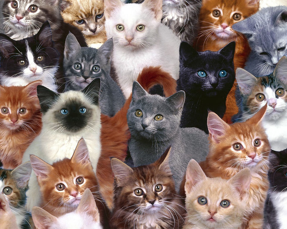 Amazing-Cat-Faces-Wallpaper-Desktop