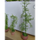 Thumbnail: Plant 4