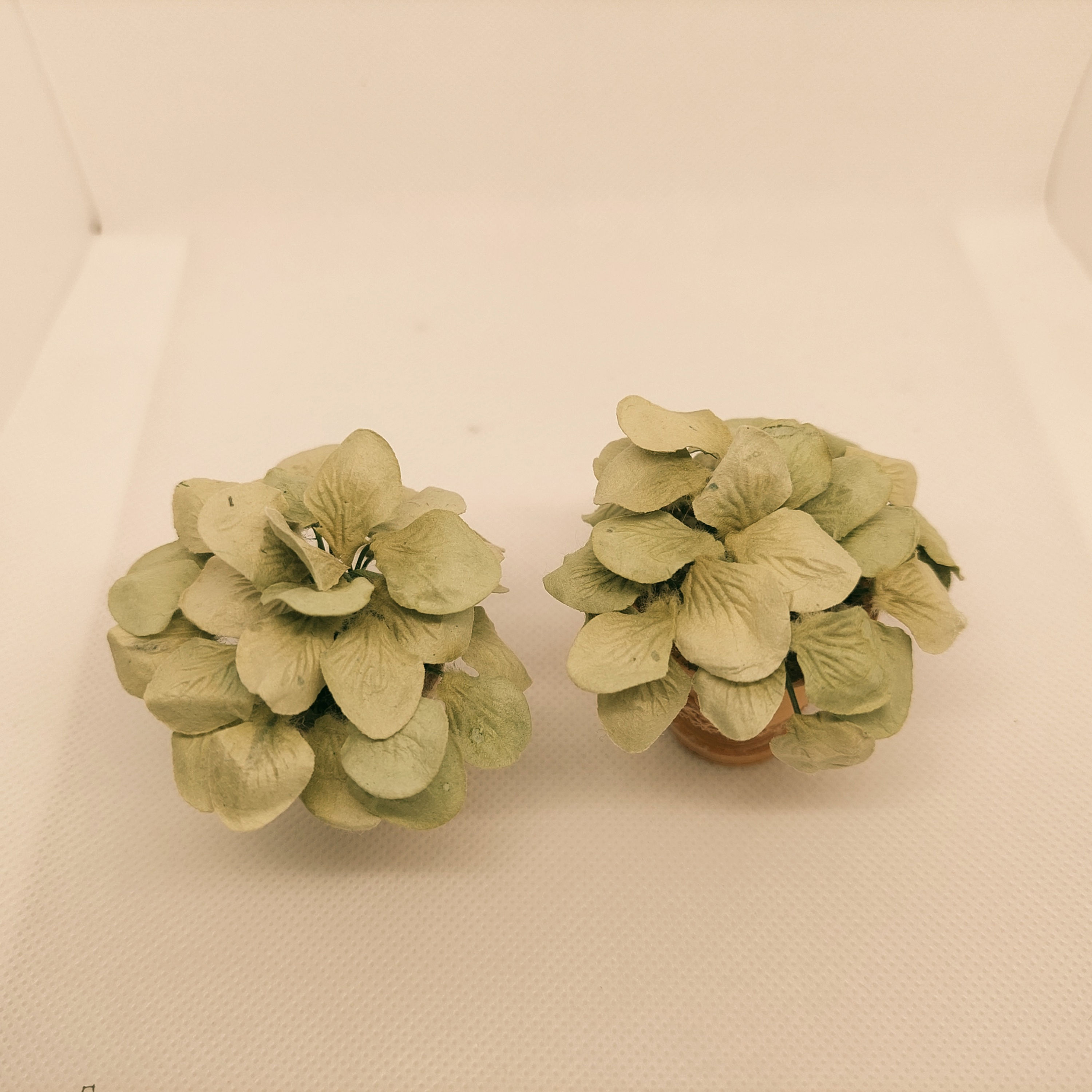 Hostas in 'teracotta' pot