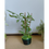 Thumbnail: Plant 5
