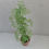 Thumbnail: Plant 16