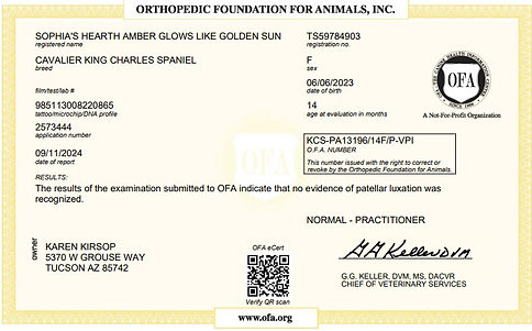 OFA Amber patella.jpg