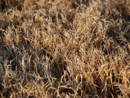 Dormant Bermuda