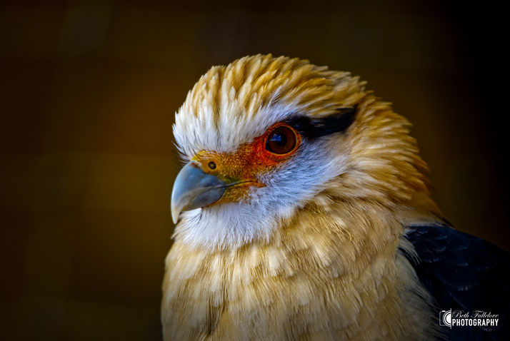 Close up photo of a Yellow Headed Caracara.
