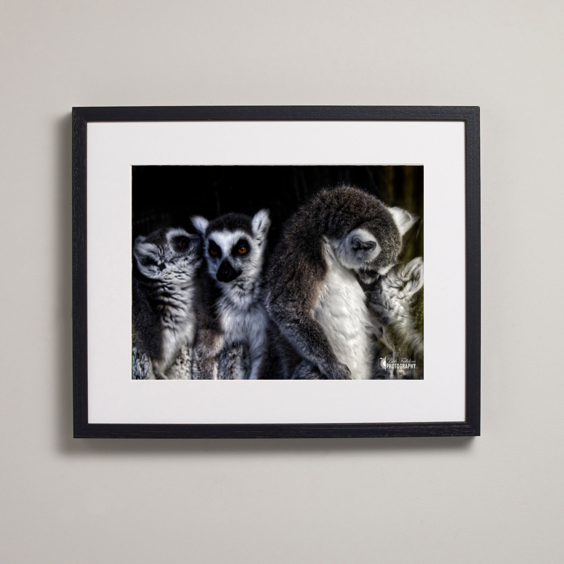 Box Frame - Smooth Art Paper - Animal Photo Gallery