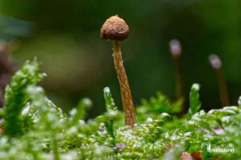 Macro photo of a mushroom.