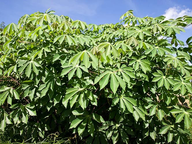 Manihot grammi, Esculenta.webp