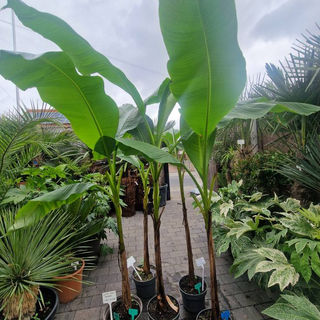 buy cheese plant Monstera Deliciosa Shrub - Tropical Split Leaf Houseplant main image 1