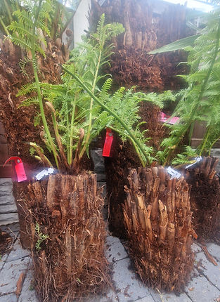 garden centre near me_edited.jpg