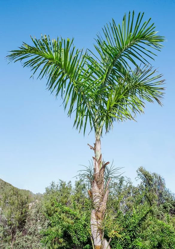 Gaussia maya.webp