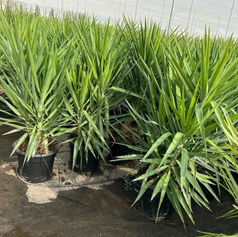 Yucca Elephantipes