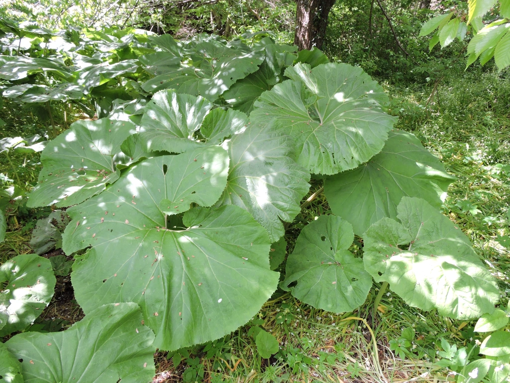 butterbur.webp