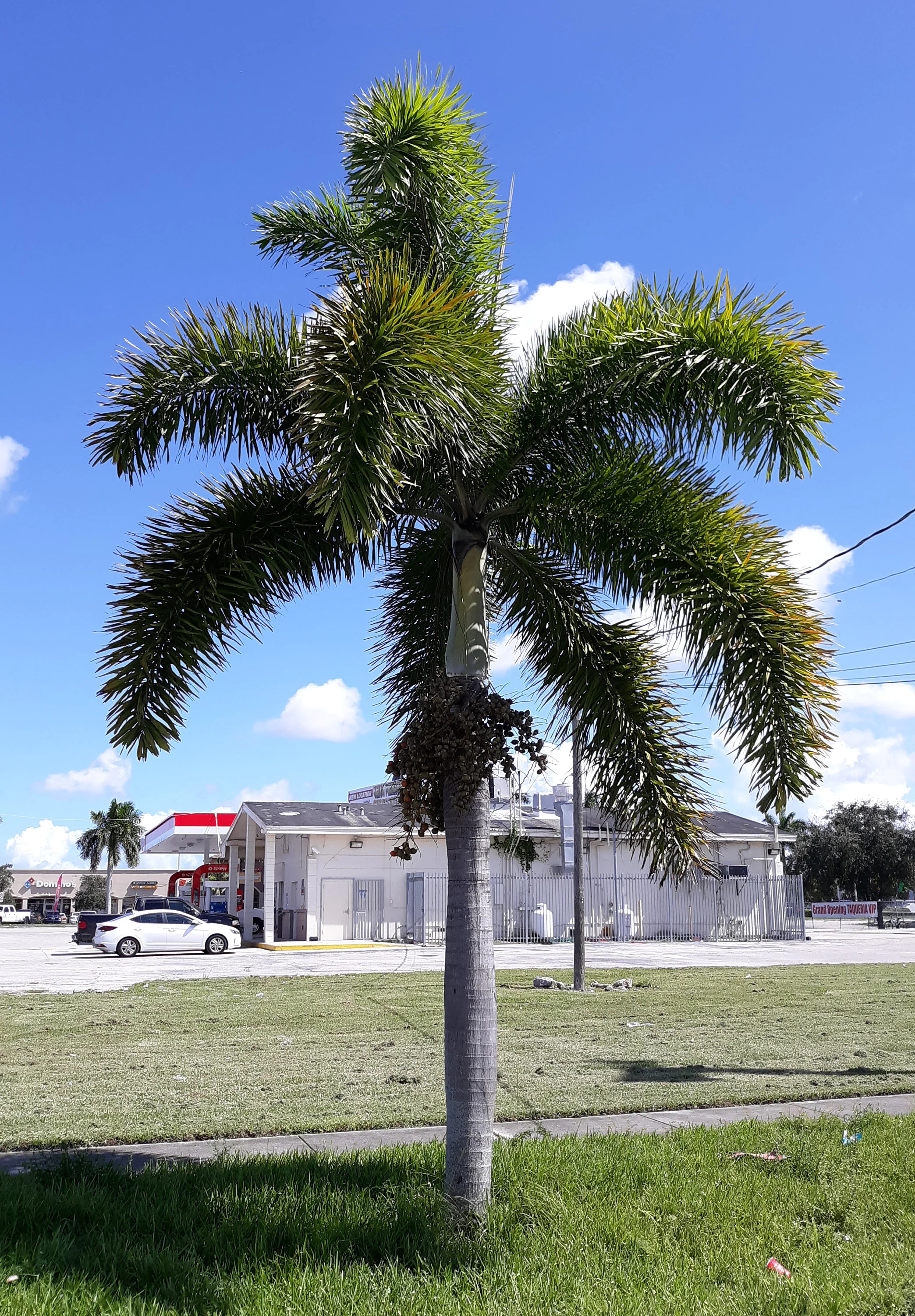 foxtail palm.webp