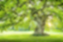 arbre photo site.jpg