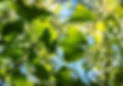 feuilles gingko site.jfif
