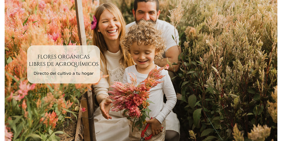 Flores organicas - Celosias