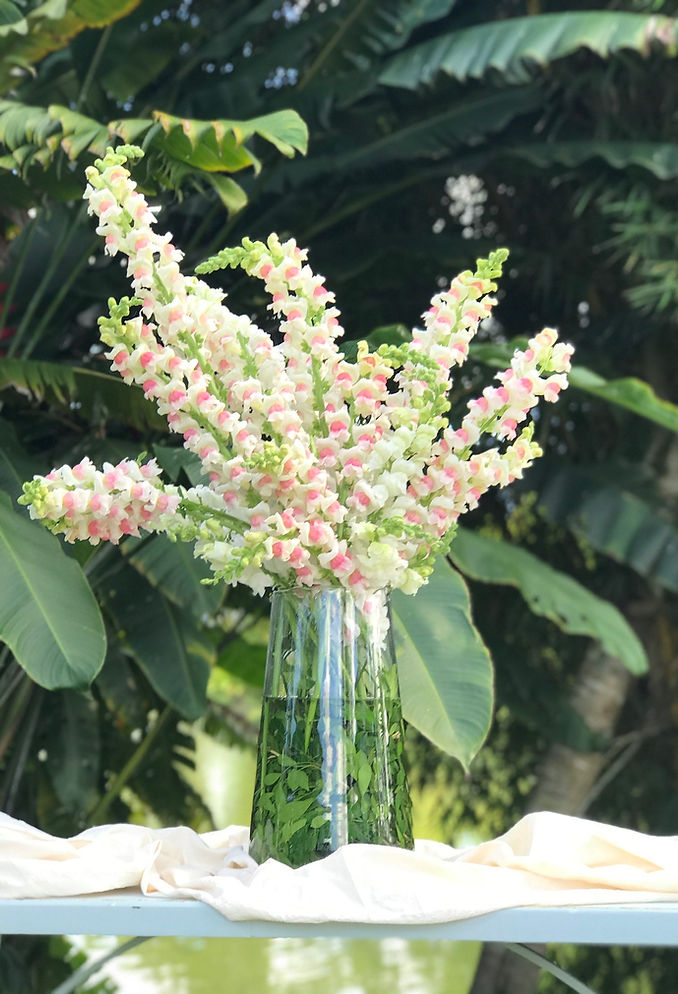Distribuidores de flores en Caracas - Wholesale Flowers