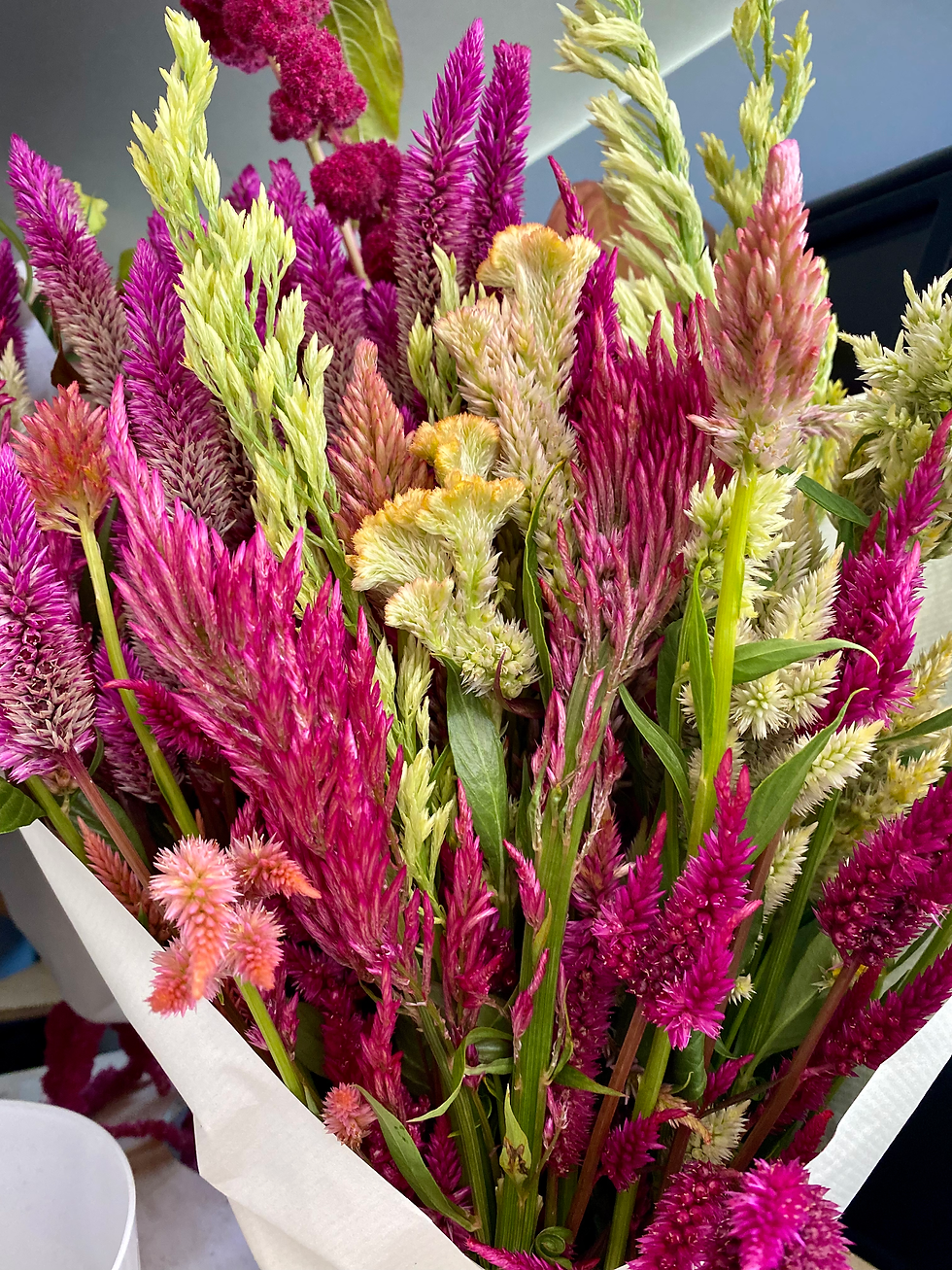 Miniatura: Celosias Dreams